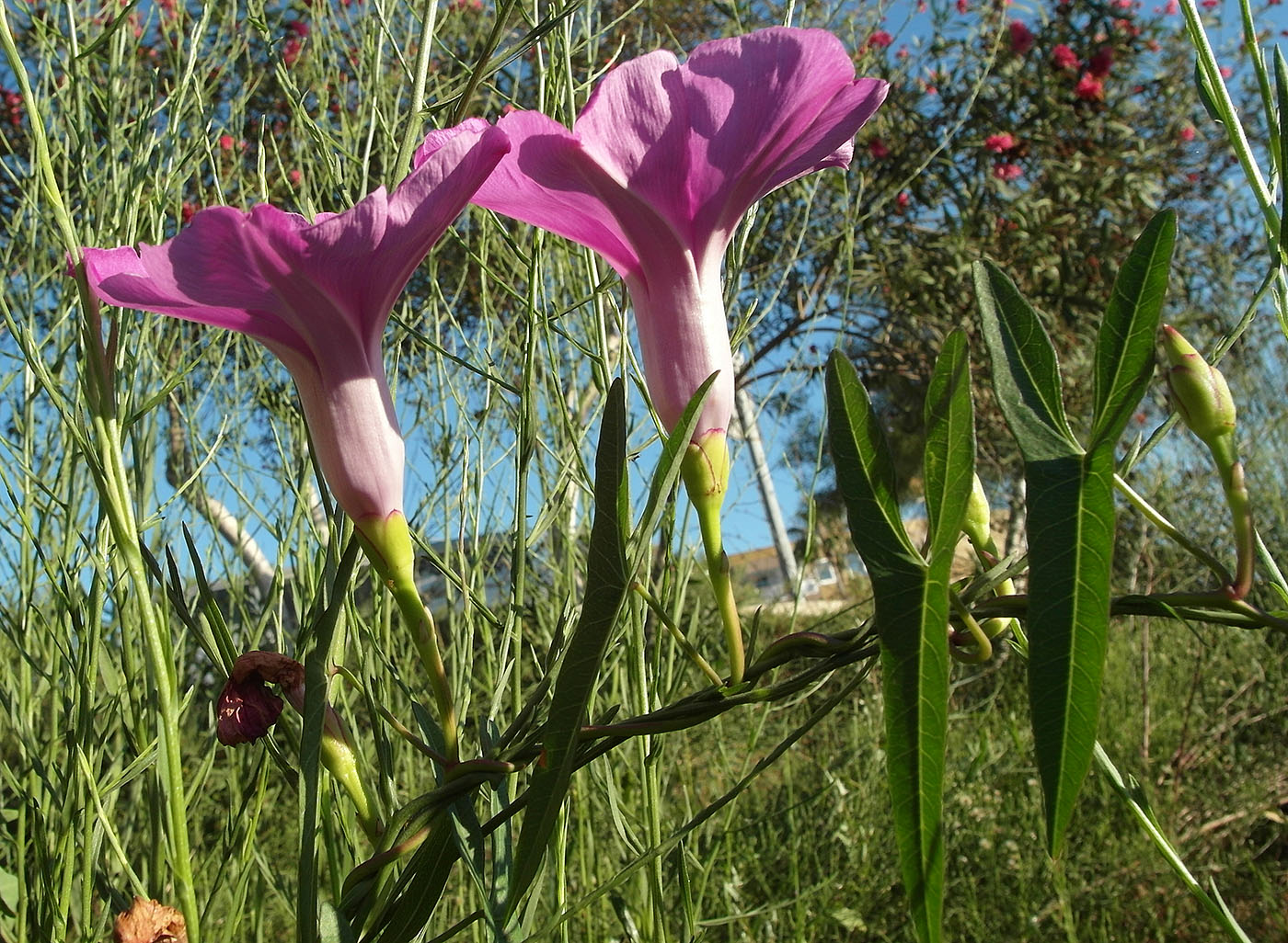 Изображение особи род Ipomoea.