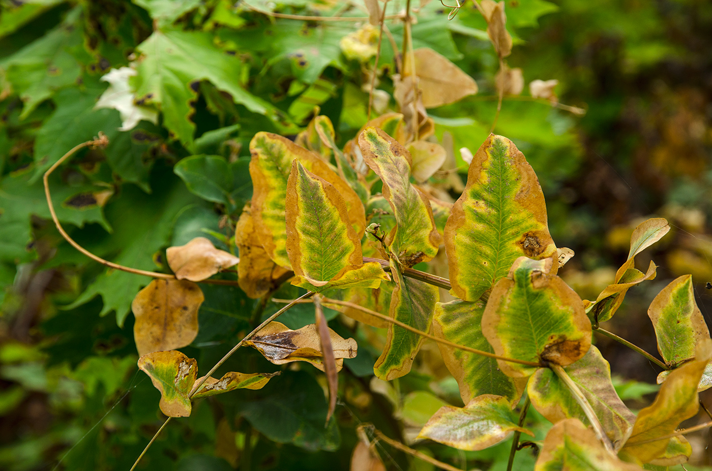 Изображение особи Vicia pisiformis.