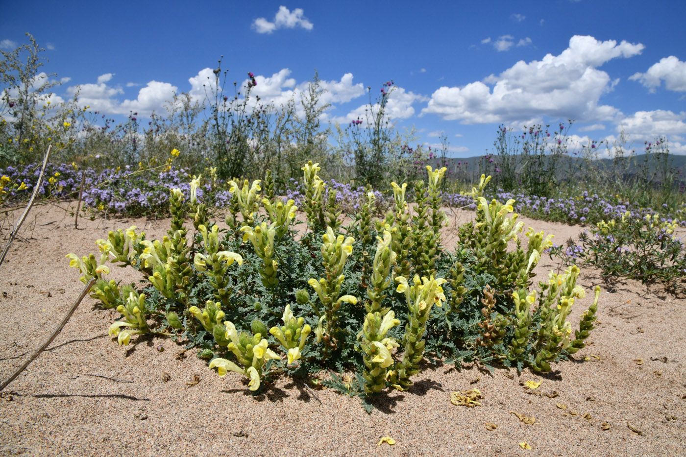 Image of Scutellaria przewalskii specimen.