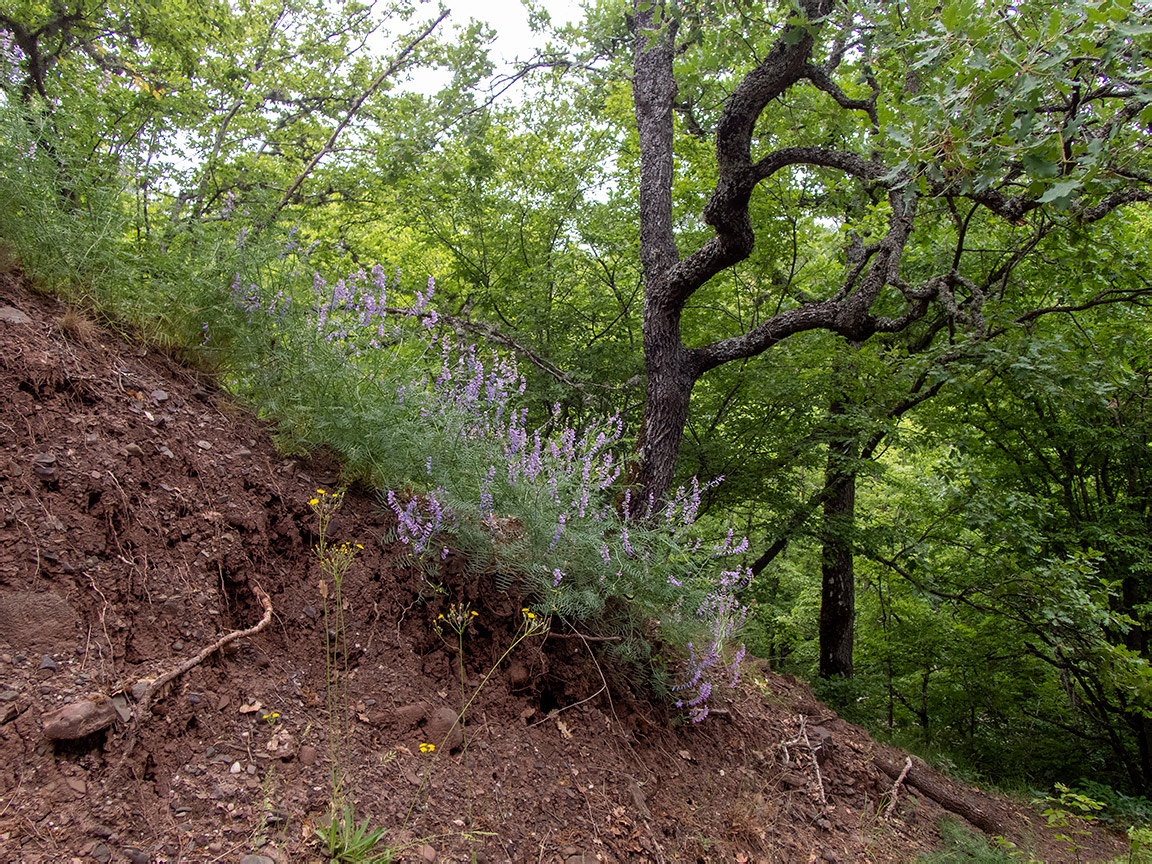 Image of Vicia elegans specimen.