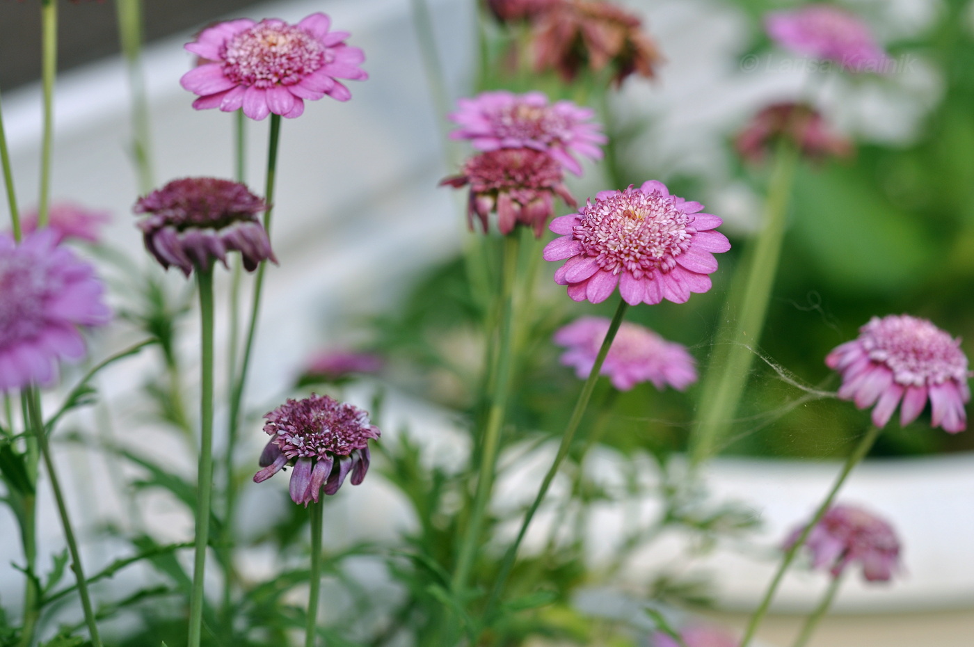 Изображение особи семейство Asteraceae.