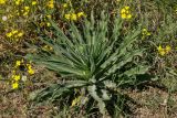 Echium biebersteinii. Вегетирующее растение в окружении цветущих и плодоносящих Senecio vernalis. Крым, Ленинский р-н, с. Новоотрадное, степной склон. 10.05.2021.