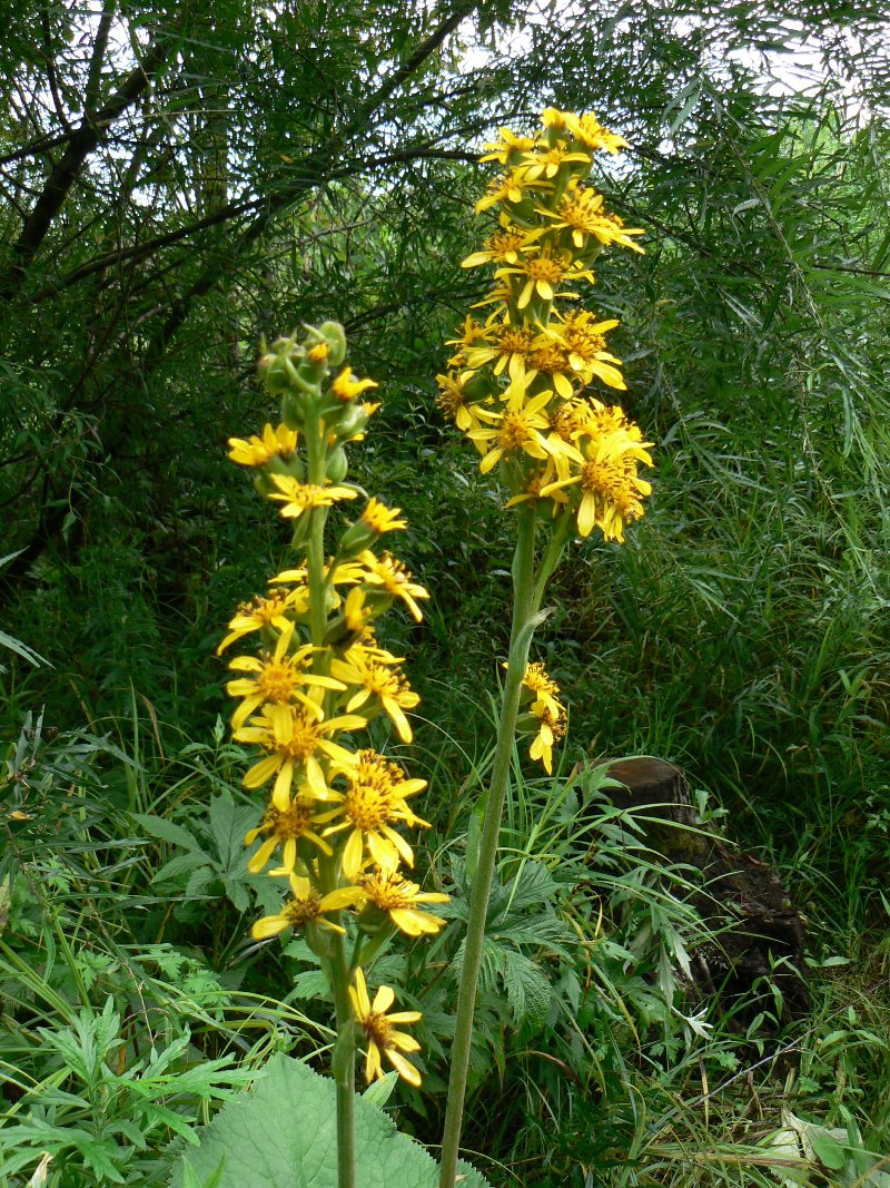 Изображение особи Ligularia fischeri.