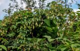 Humulus lupulus. Ветви с развивающимися плодами (на сухих ветвях кустарников и побегах Reynoutria). Московская обл., Одинцовский гор. округ, окр. г. Звенигород, берег р. Москва, заросли кустарников у воды. 18.08.2024.