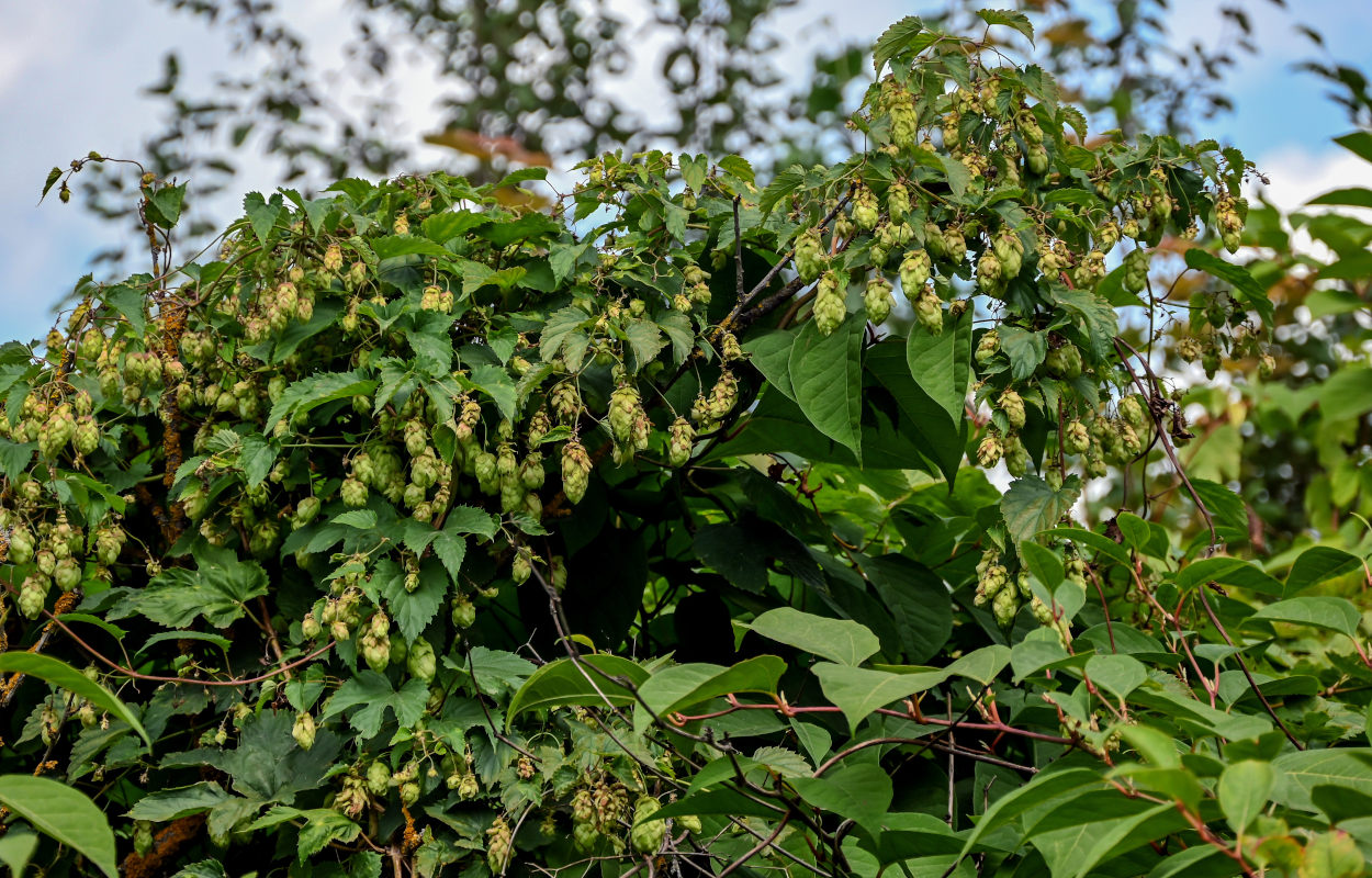 Image of Humulus lupulus specimen.