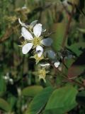 Amelanchier spicata. Верхушка ветви с отцветающим соцветием и сидящей мухой. Магаданская обл., г. Магадан, побережье бухты Нагаева, сквер \"Маяк\", в озеленении. 09.07.2024.