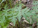 Anthriscus sylvestris variety nemorosa. Листья. Карачаево-Черкесия, Зеленчукский р-н, гора Джисса, ≈ 1400 м н.у.м., облесённая балка, скала. 15.06.2024.