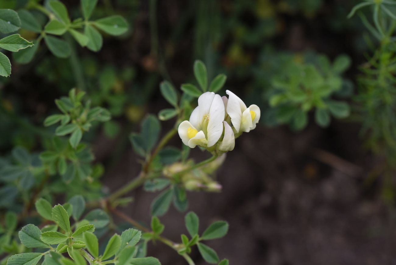 Image of Medicago &times; varia specimen.