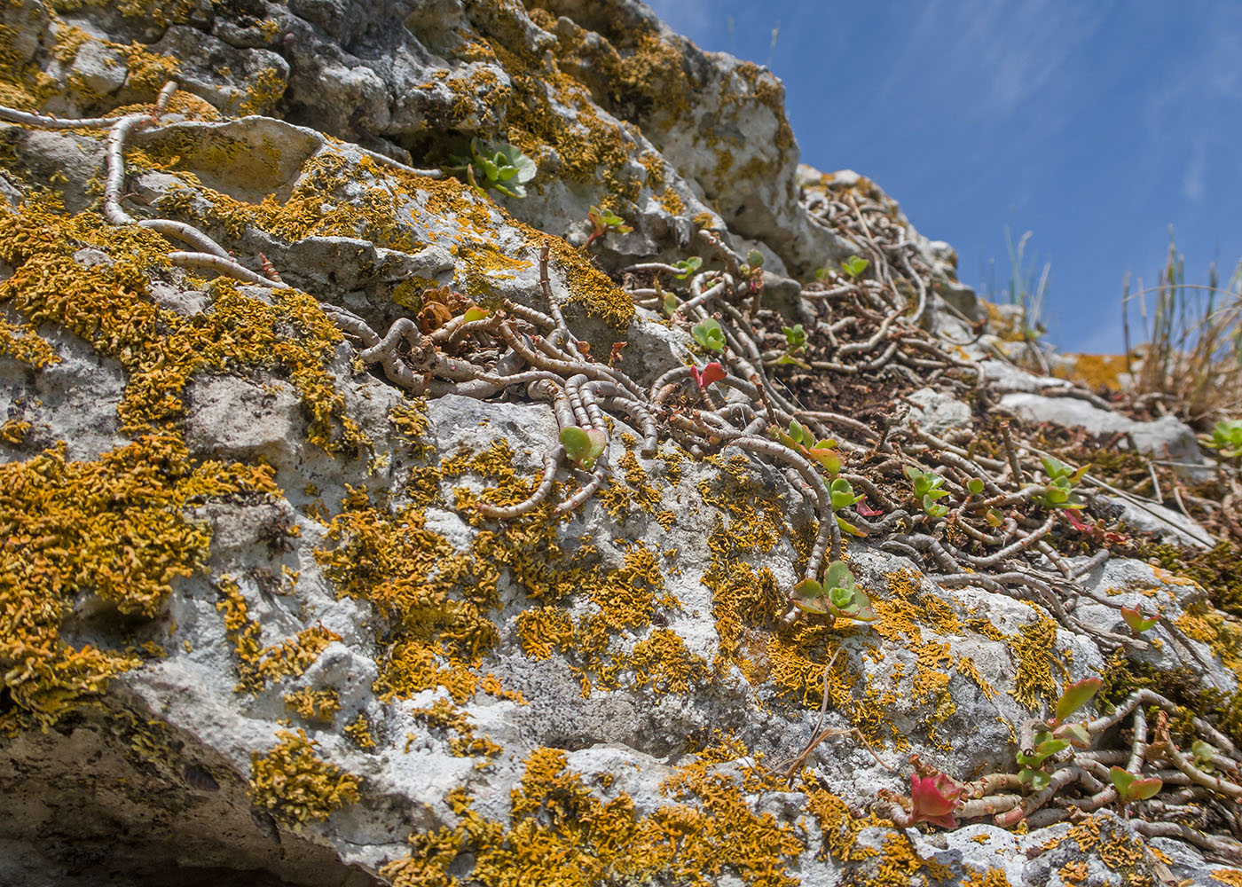 Image of Sedum oppositifolium specimen.