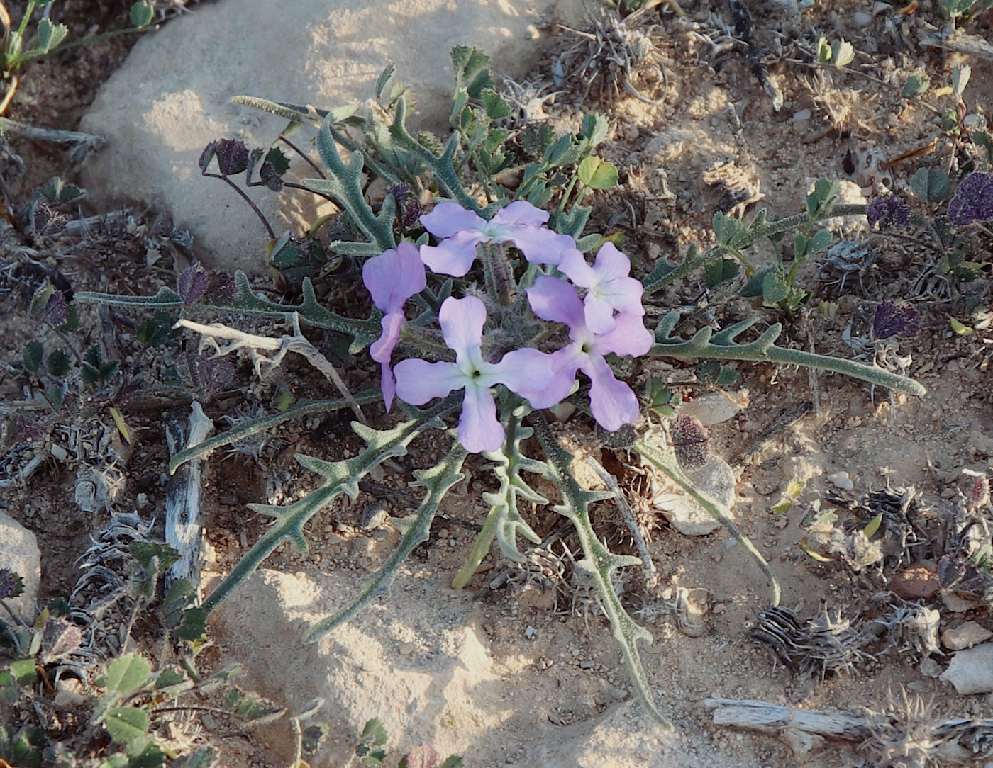 Изображение особи Matthiola longipetala ssp. livida.