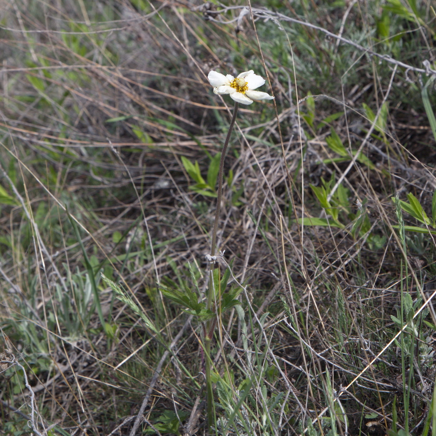 Image of Anemone sylvestris specimen.