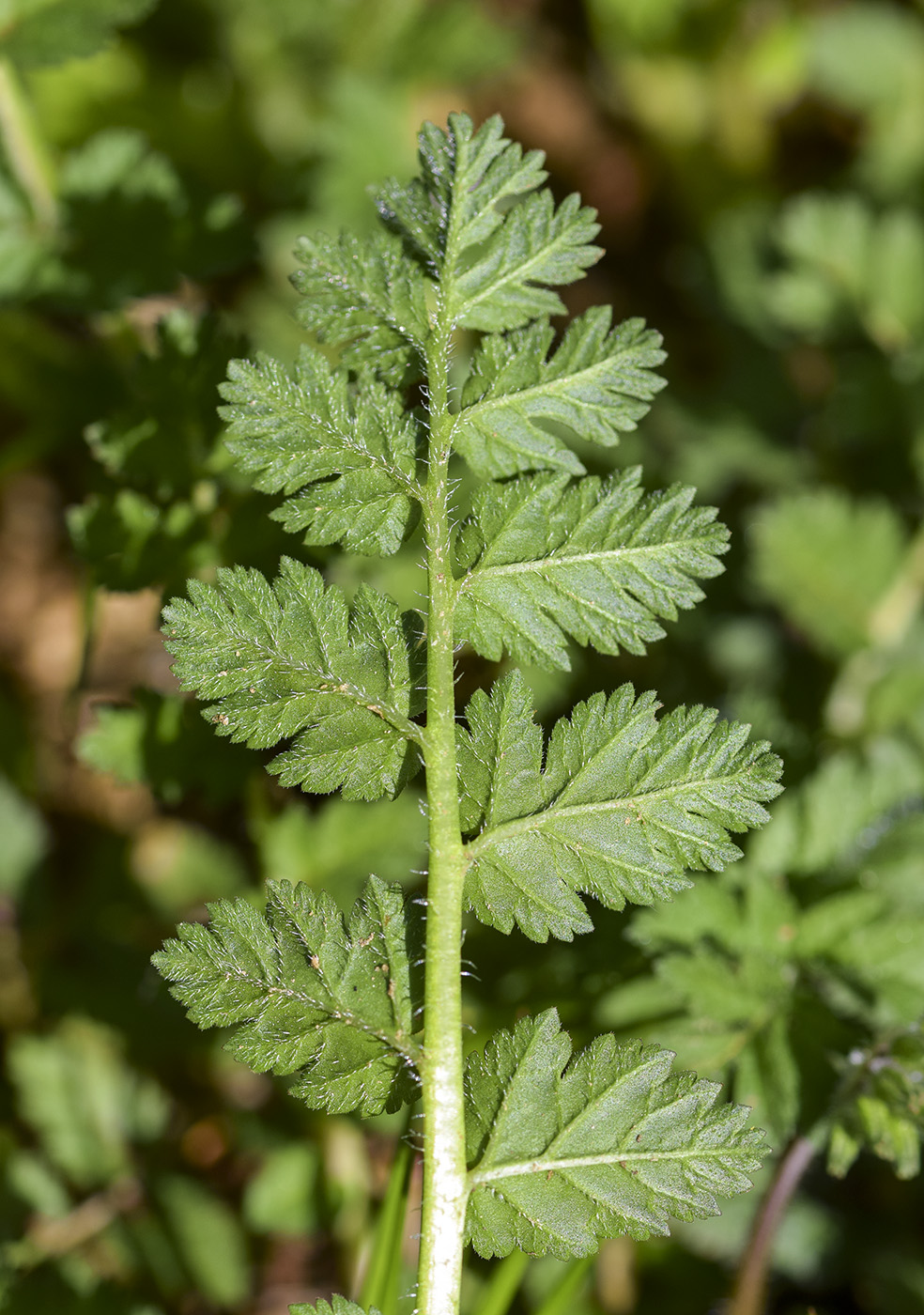 Изображение особи Erodium moschatum.