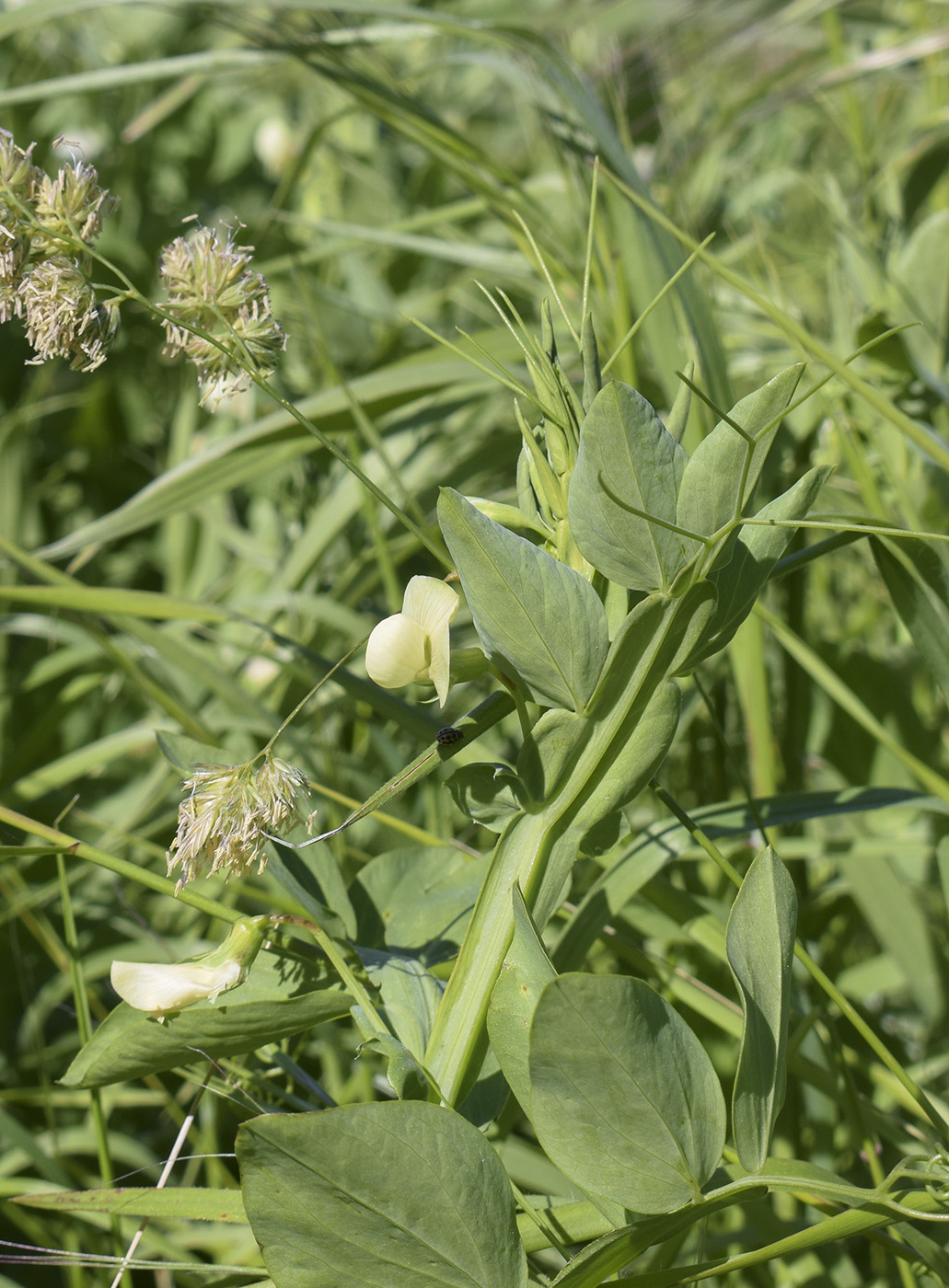 Image of Lathyrus ochrus specimen.