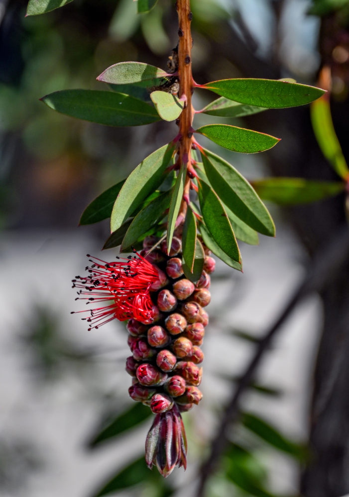 Image of Callistemon citrinus specimen.