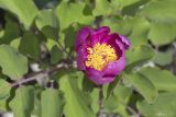 View full-size image Paeonia daurica
