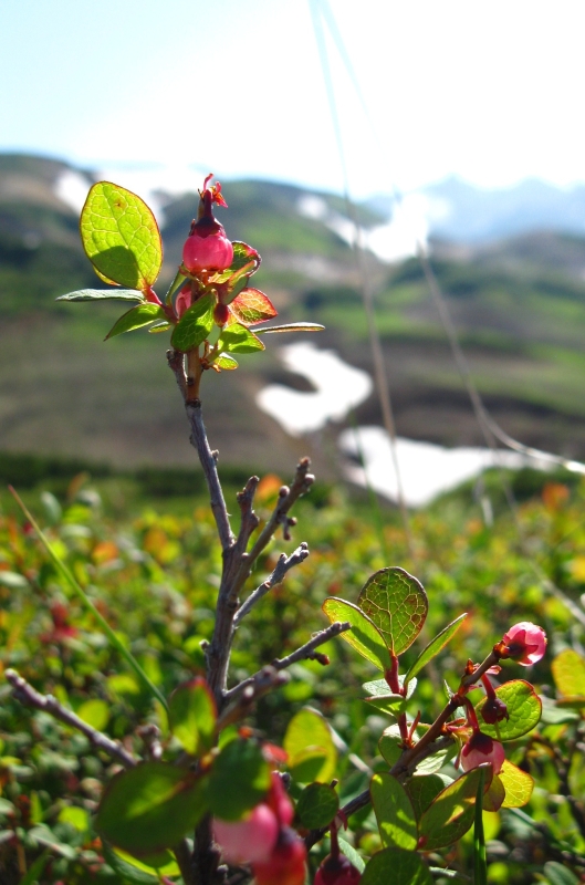 Image of Vaccinium uliginosum specimen.