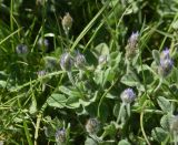 View full-size image Trigonella rotundifolia