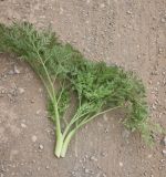 View full-size image familia Apiaceae