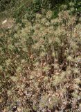 Trifolium stellatum. Отцветшие растения. Италия, Тоскана, Монте-Аржентарио. 12.04.2011.