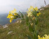 View full-size image Huynhia pulchra