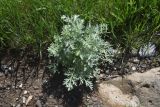 View full-size image Artemisia absinthium
