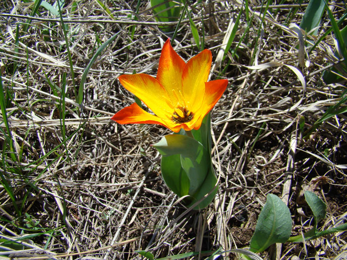 Image of Tulipa zenaidae specimen.