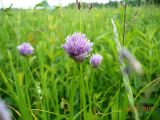 Allium schoenoprasum