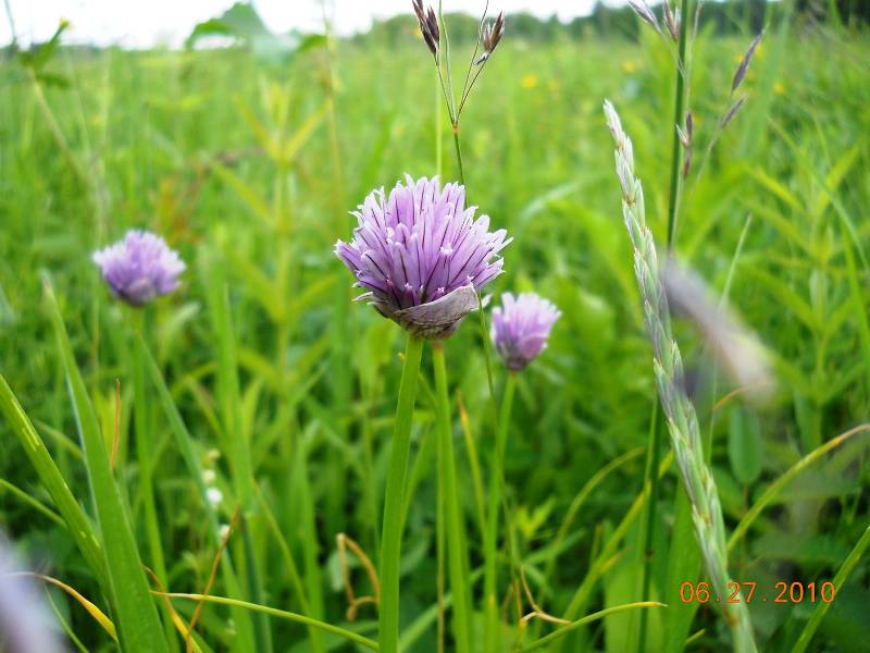 Image of Allium schoenoprasum specimen.