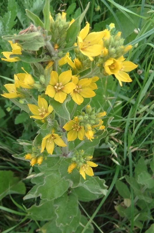 Image of Lysimachia verticillaris specimen.