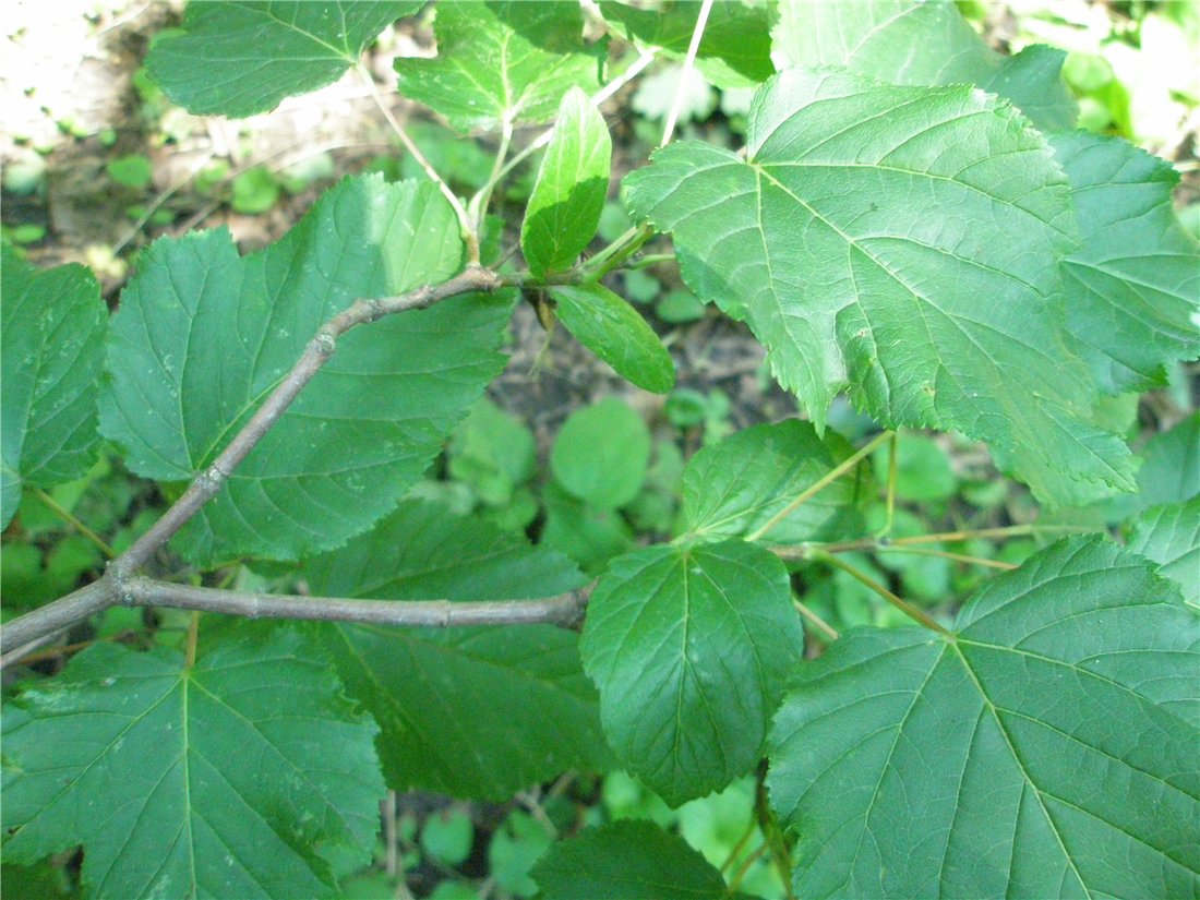 Image of Acer tataricum specimen.