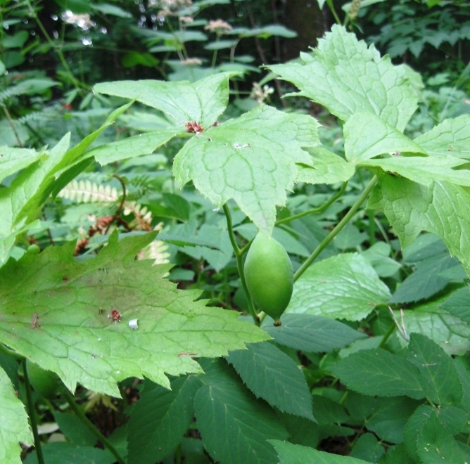 Изображение особи Sinopodophyllum hexandrum.