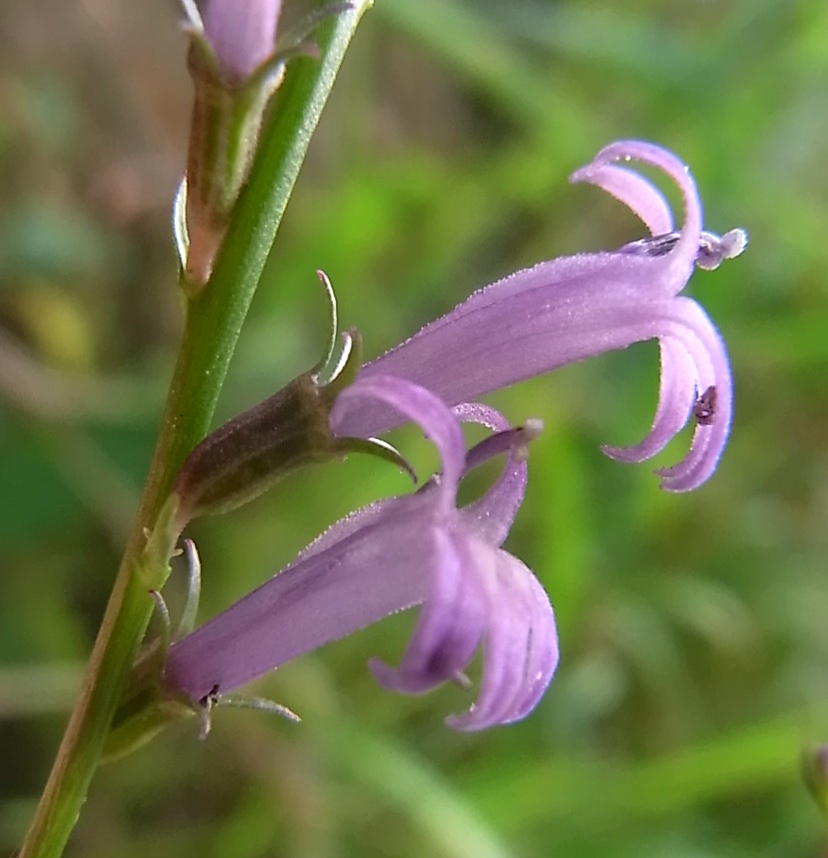 Изображение особи Lobelia urens.