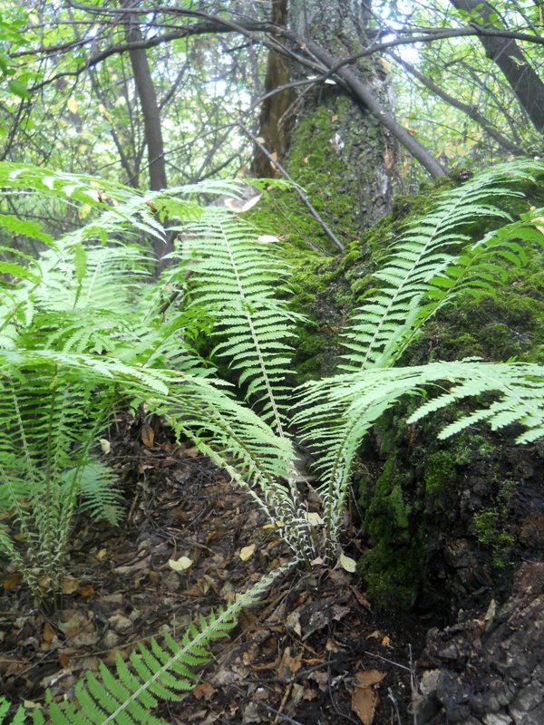 Изображение особи Matteuccia struthiopteris.