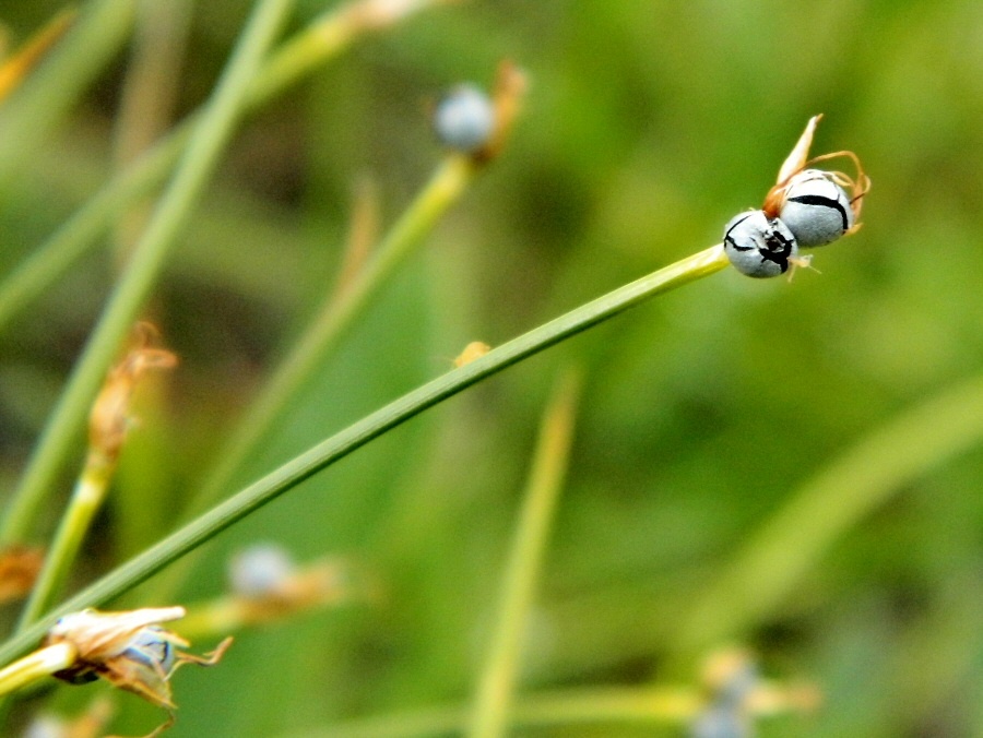 Image of Trichophorum cespitosum specimen.