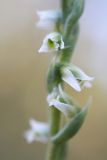 Spiranthes spiralis