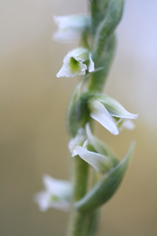 Image of Spiranthes spiralis specimen.