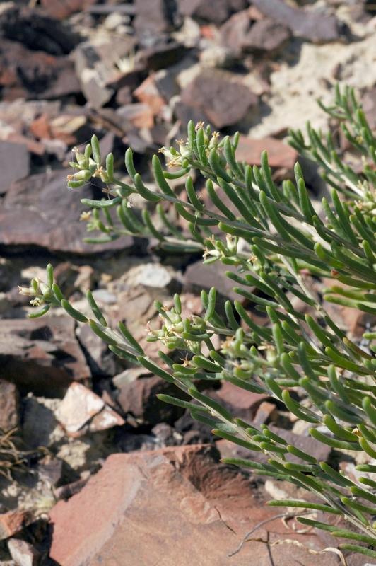 Image of Salsola arbusculiformis specimen.