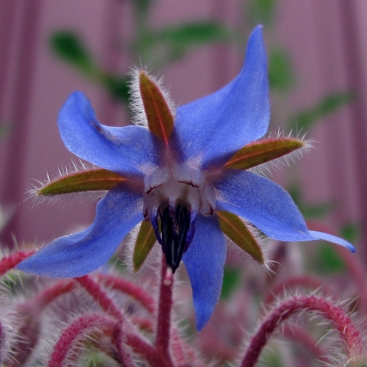 Image of Borago officinalis specimen.