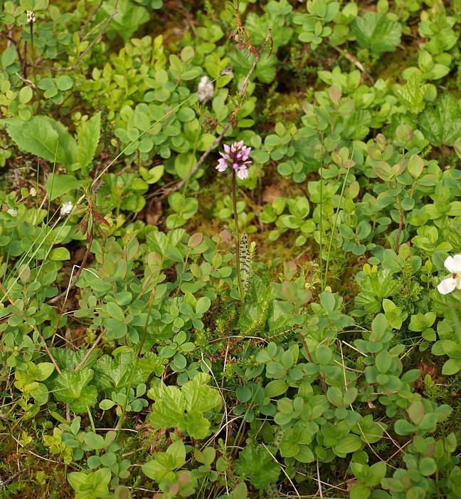 Image of Dactylorhiza maculata specimen.