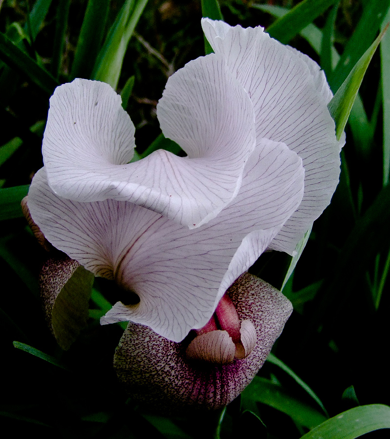 Image of Iris lortetii specimen.