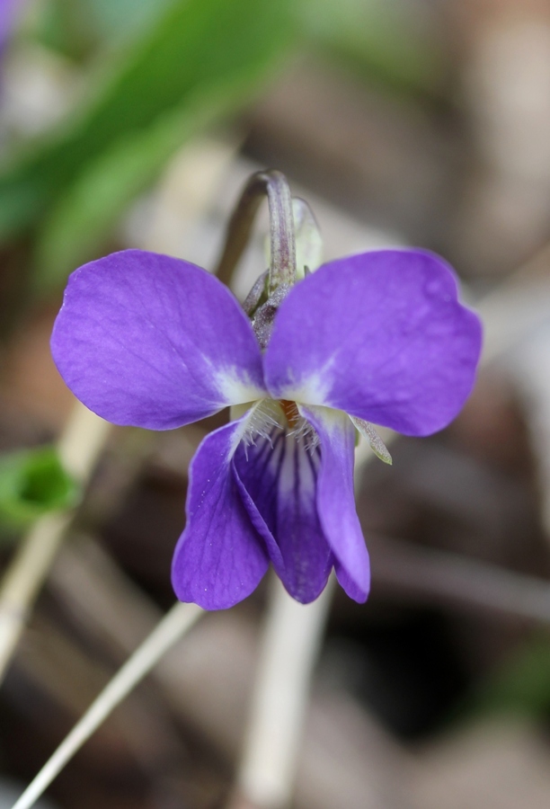 Изображение особи Viola dehnhardtii.