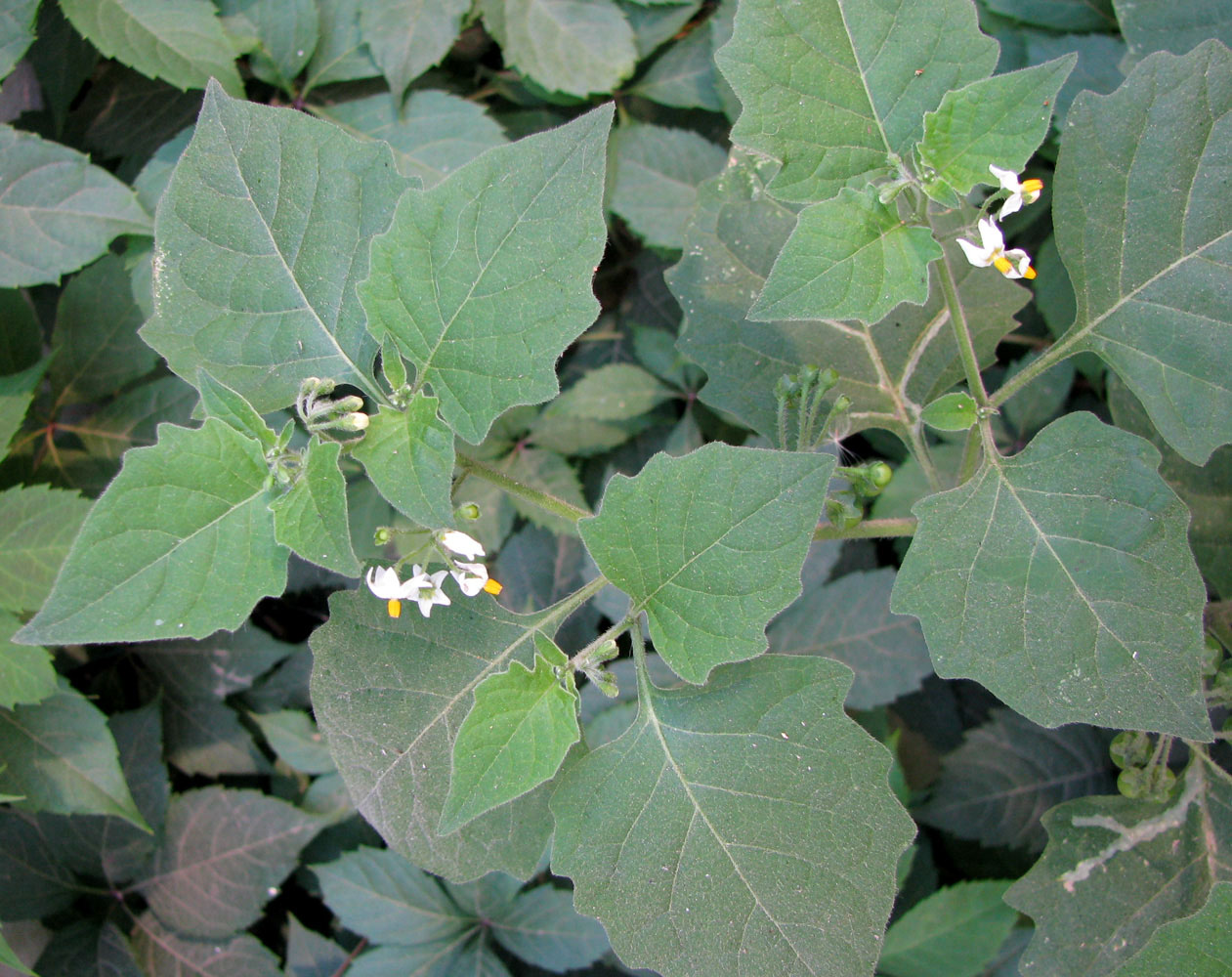 Изображение особи Solanum nigrum ssp. schultesii.