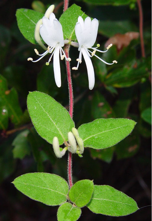 Image of Lonicera japonica specimen.