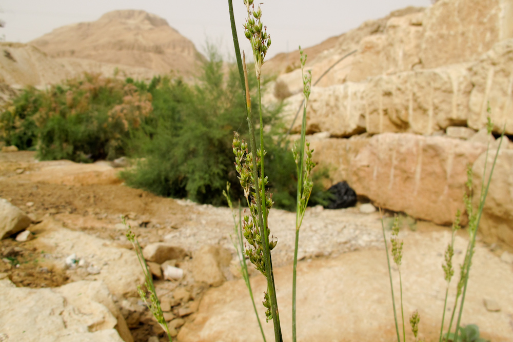 Изображение особи Juncus arabicus.