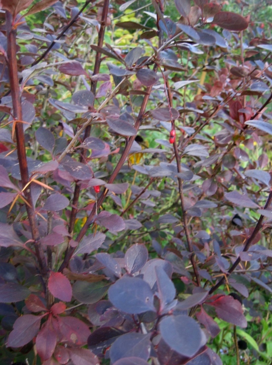 Image of Berberis &times; ottawensis specimen.