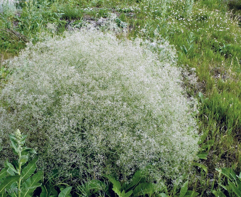 Image of Gypsophila paniculata specimen.