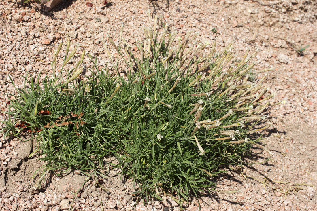 Image of Silene guntensis specimen.