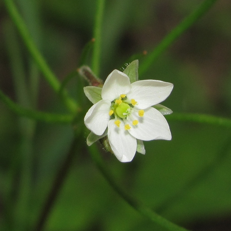 Image of Spergula arvensis specimen.