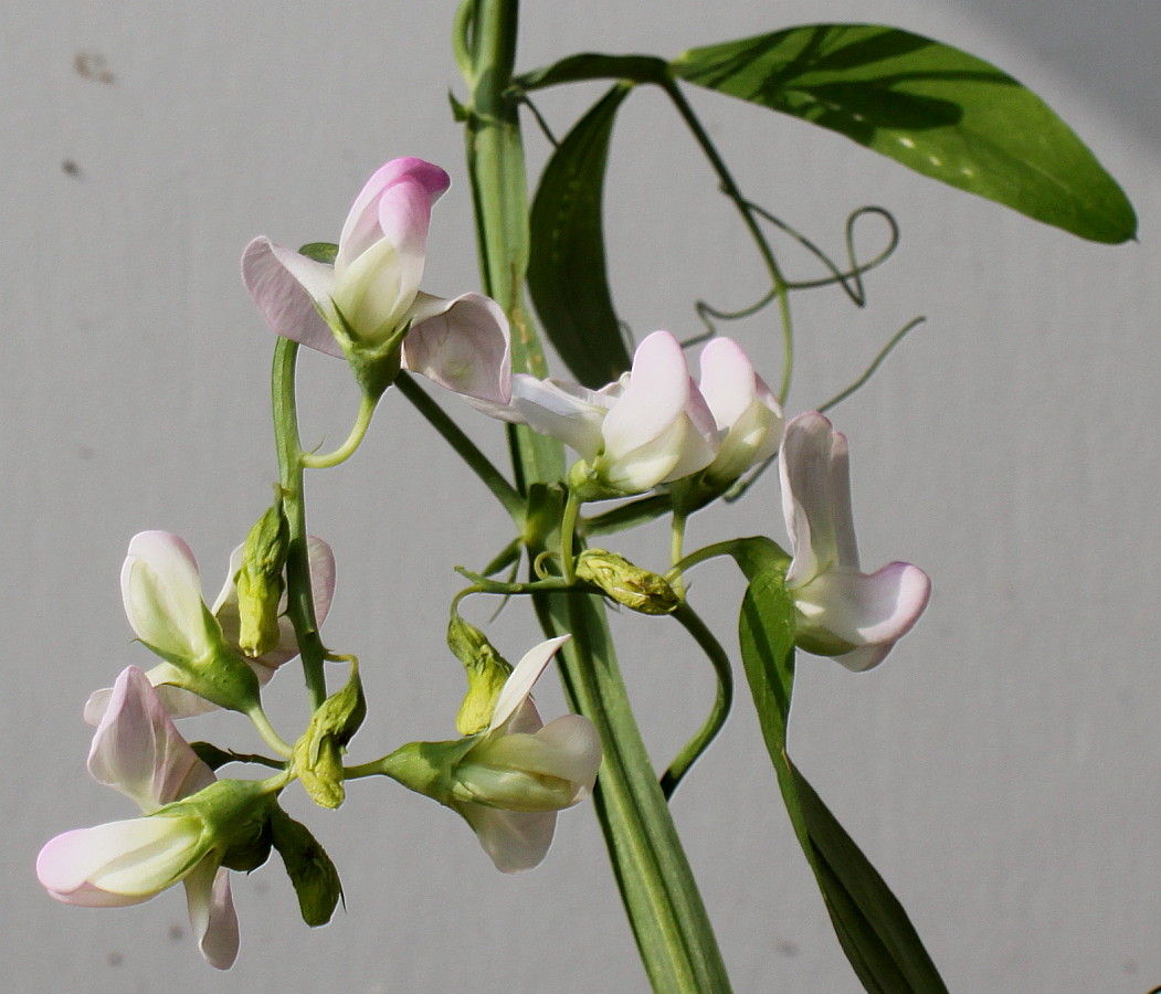 Image of Lathyrus latifolius specimen.