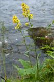 Solidago virgaurea subspecies lapponica. Цветущее растение. Кольский п-ов, Хибины, берег протоки между оз. Каменное и оз. Гольцовое. 02.08.2012.